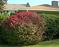 Pruning Burning Bush Into Tree - It should be pruned from the landscape ...
